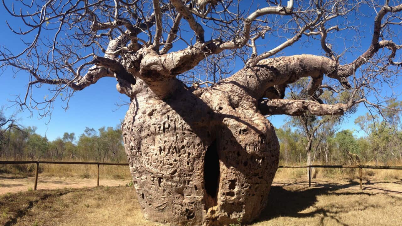 Legend tells that huge hollow boabs were used as prisons in north west Australia.