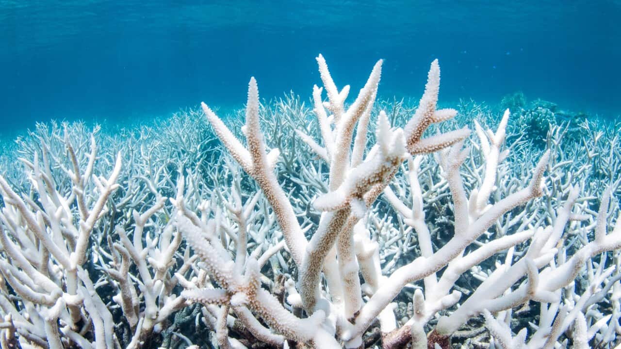 Coral Bleaching on the Great Barrier Reef in Australia