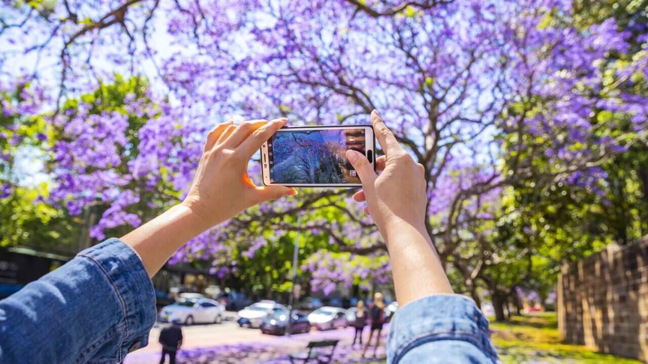 Sydney Jacarandas
