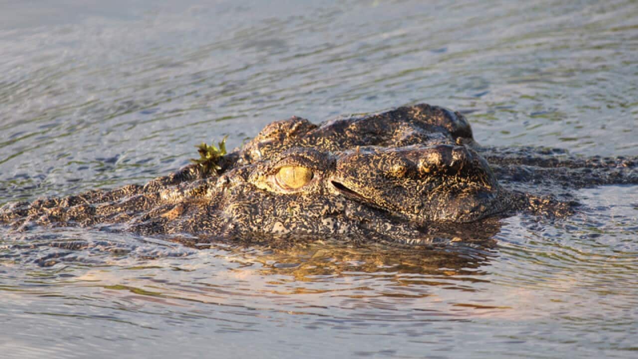 A saltwater crocodile