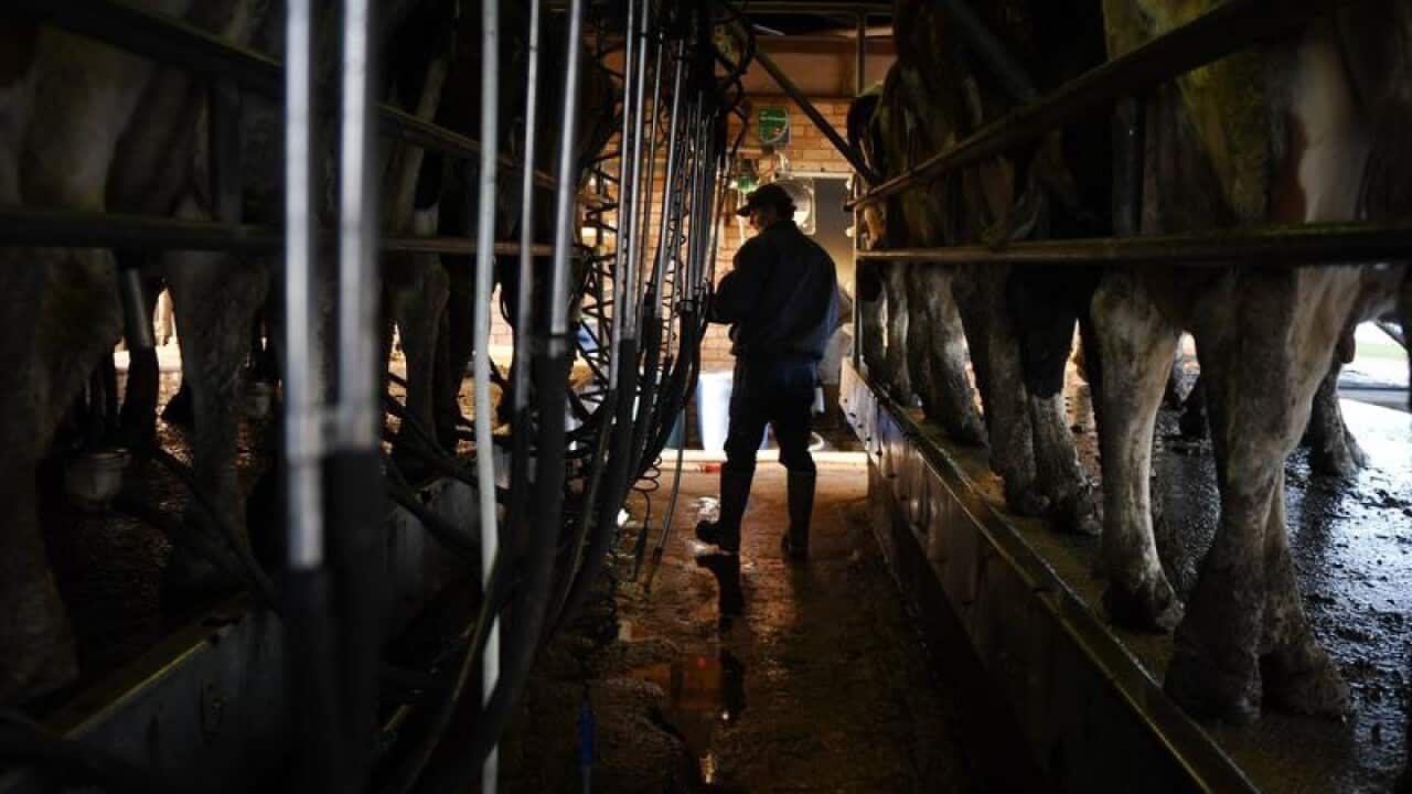 Dairy farmer Colin Godden with the cattle during milking