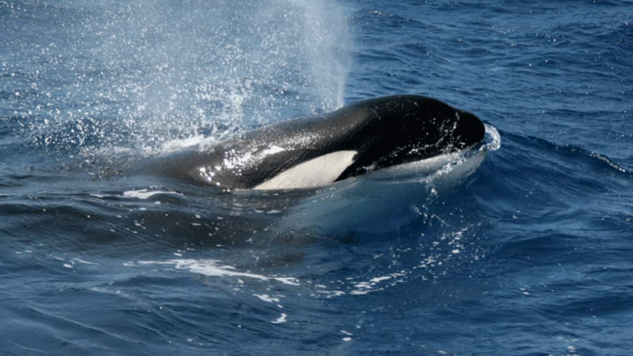 killer_whale_orca_L_111026_aap_50361378