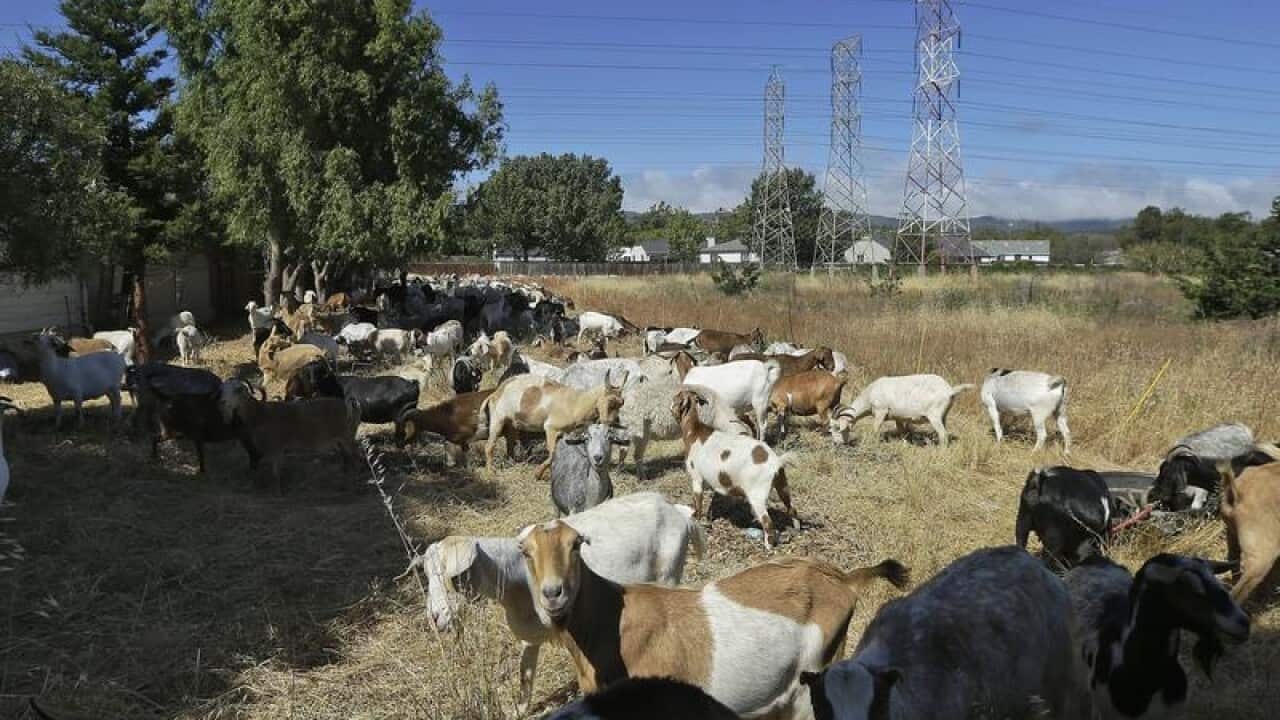 Goats grazing in a plot.