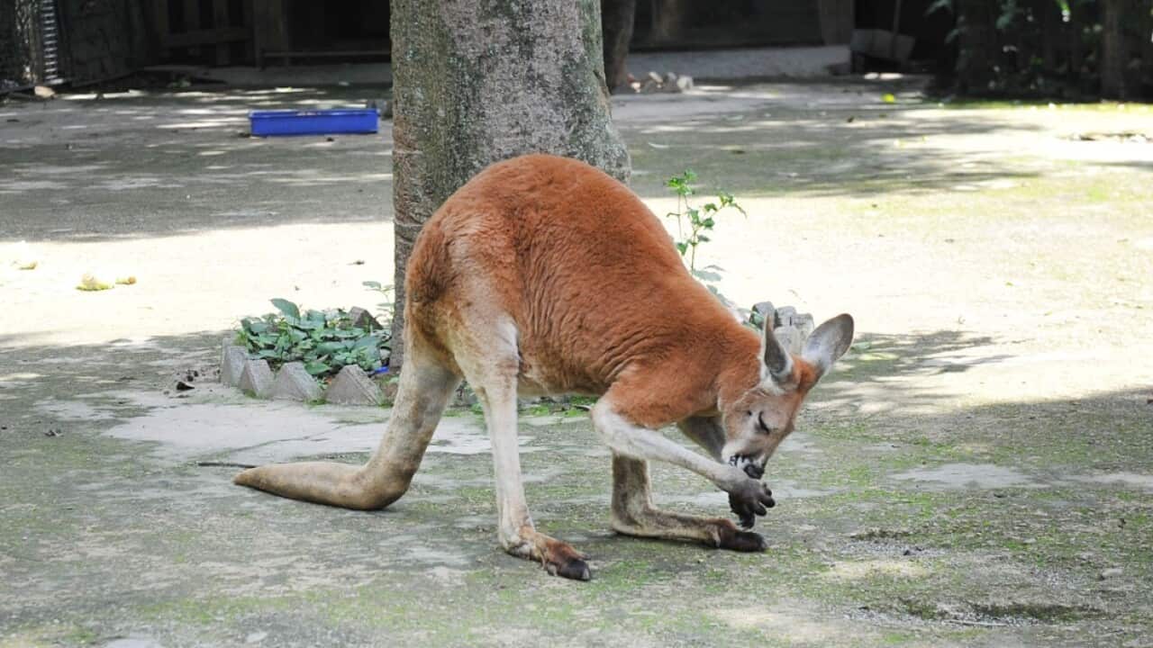 A kangaroo plays in the kangaroos' enclosure at Fuzhou Zoo.