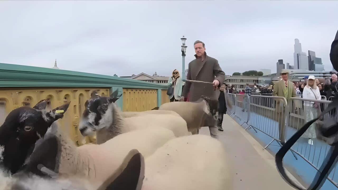 Hollywood star Damien Lewis driving sheep across Southwark Bridge (AAP).jpg