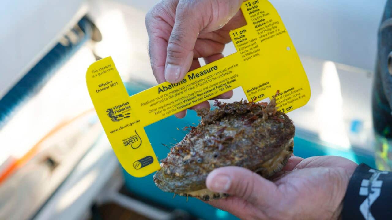 Victorian-Fisheries-Authority-Abalone-with-abalone-measure.jpg