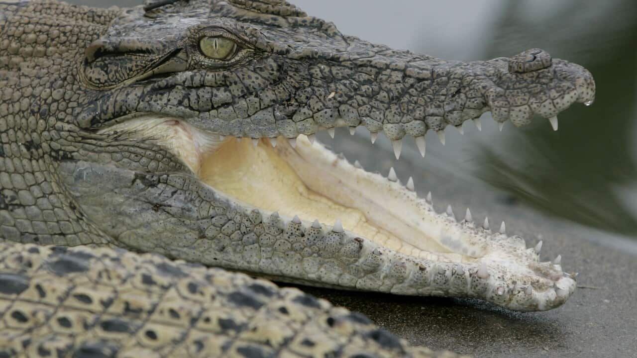 A close up of a young saltwater crocodile with its mouth open exposing sharp teeth