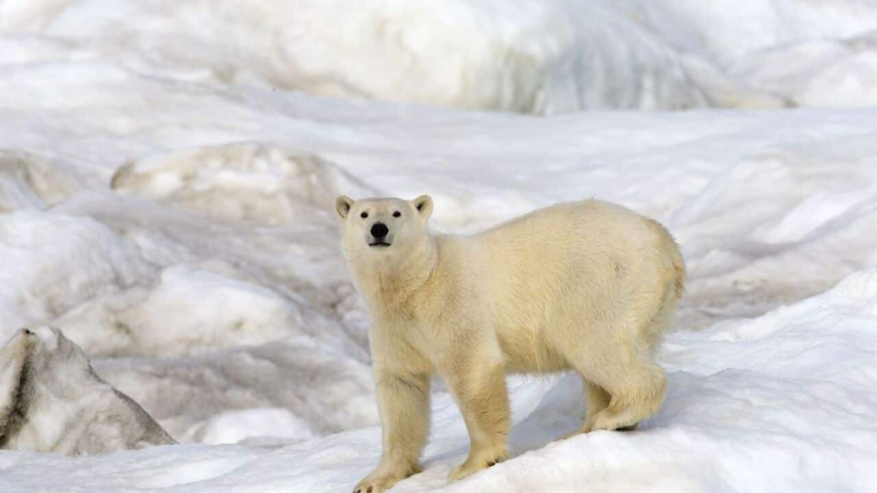 Polar bear