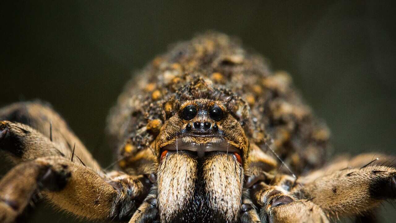 (Lycosidae) Wolf Spider, Australia