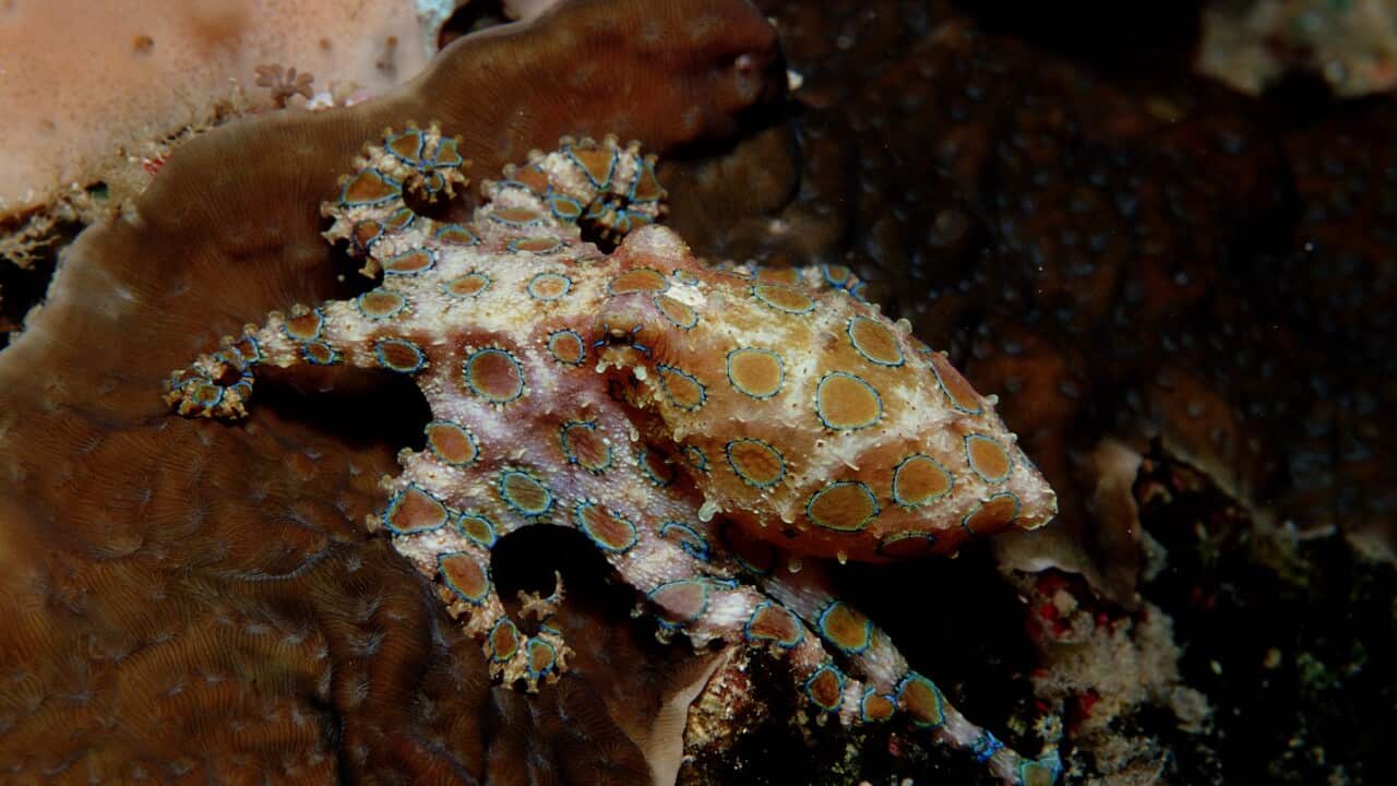 Blue Ringed Octopus, Hapolochlaena lunulata, Australia, Pacific Ocean, Great Barrier Reef