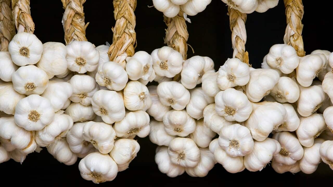 Is Garlic a cure for COVID-19? - probably not