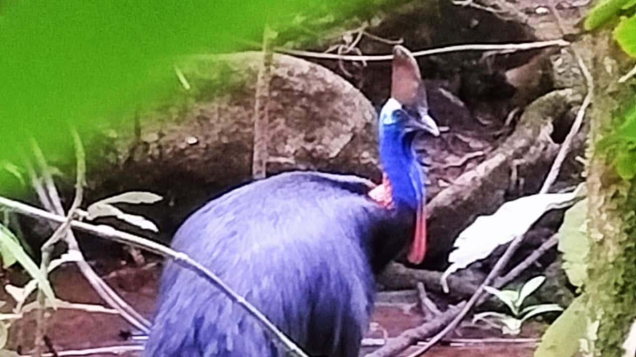 Victoria Dziwnik -Cassowary
