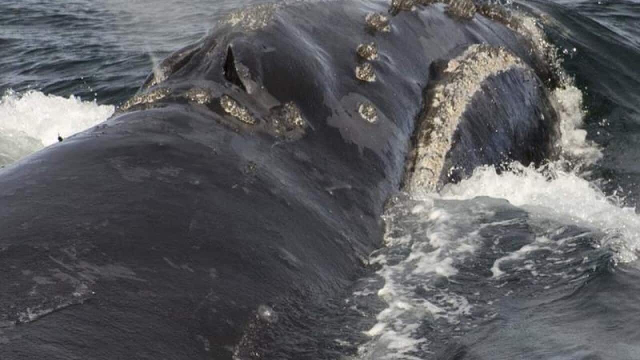 male North Pacific right whale