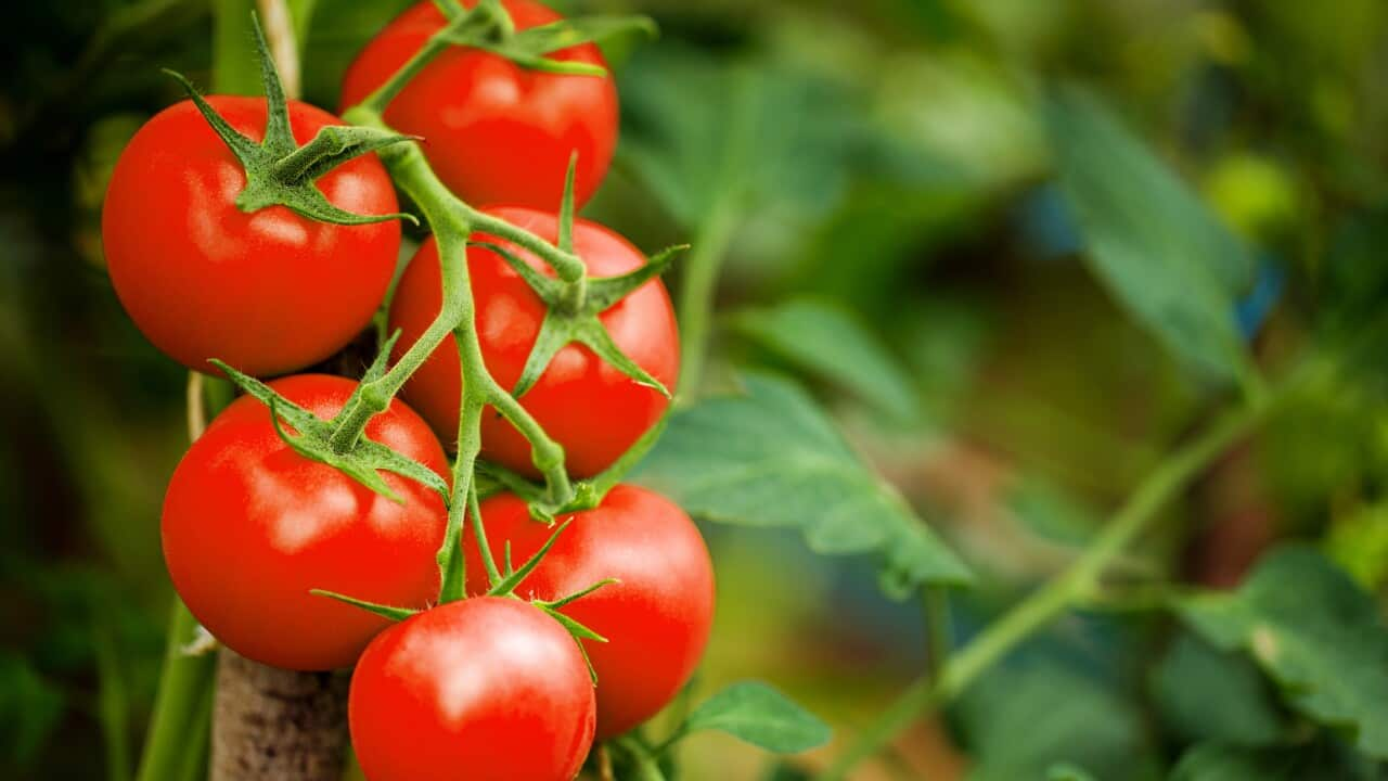 Ripe tomato plant growing in greenhouse