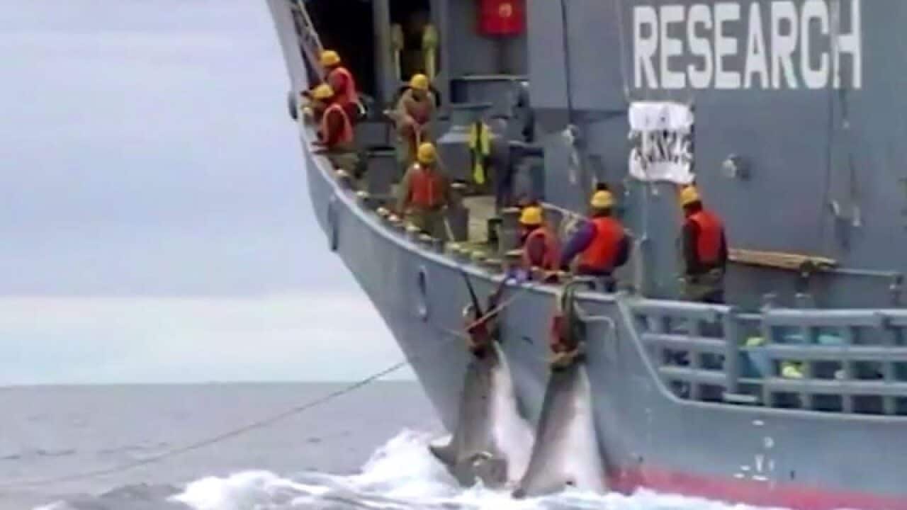 Japan is pushing to overturn an international moratorium on commercial whaling.