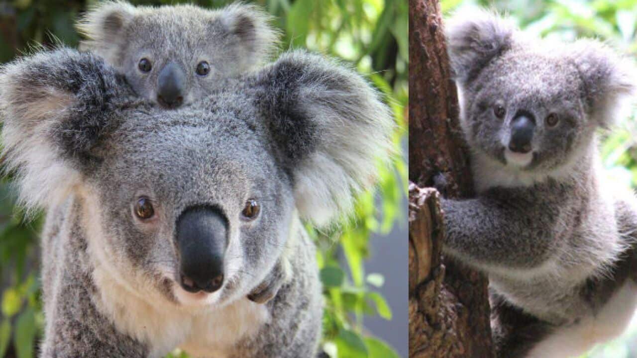 KOALAS 10 facts that you might not know about them SBS Spanish