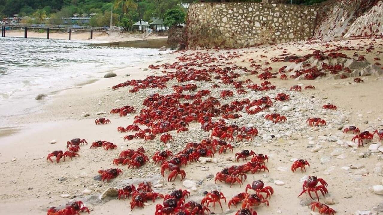 Krabben auf Christmas Island