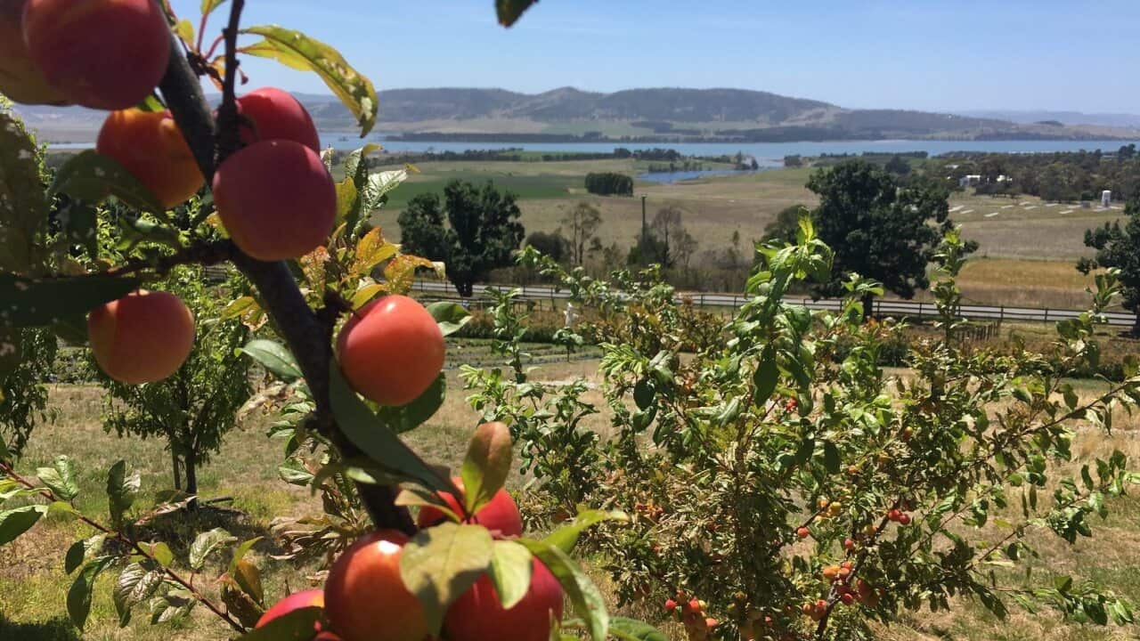 The latest Australian Agriculture Department reveals the ongoing drought and international trade stoushes will impact on our agriculture.