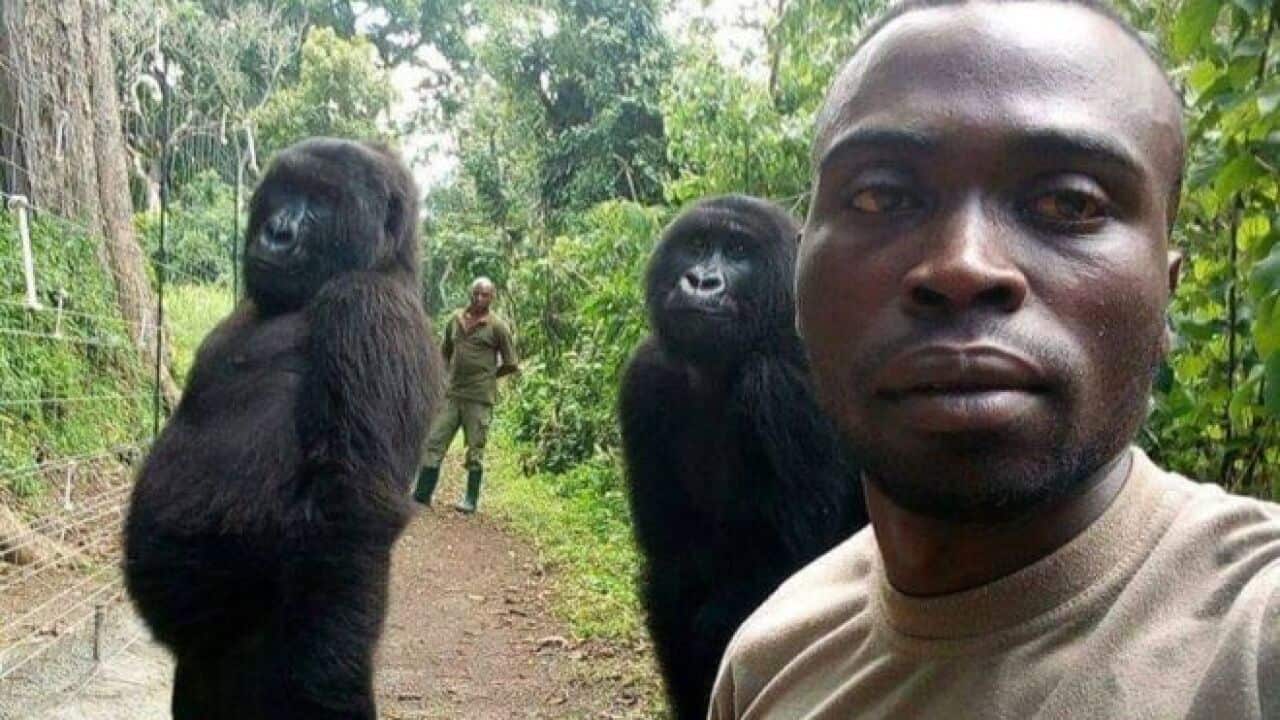 Gorillas posing for a selfie with a ranger