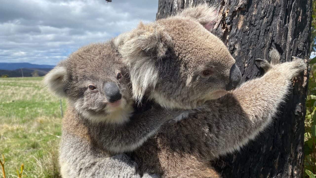 Koalas in Gelantipy, Victoria