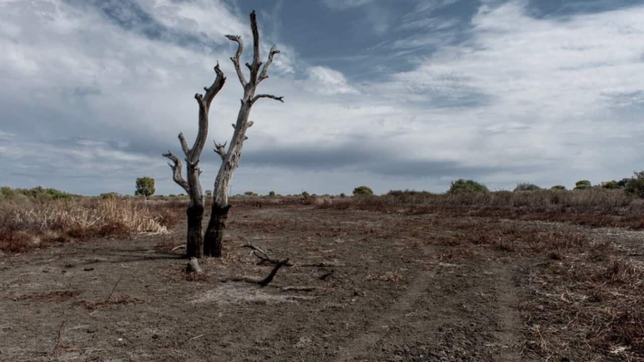 Drought affected land at Harden, NSW