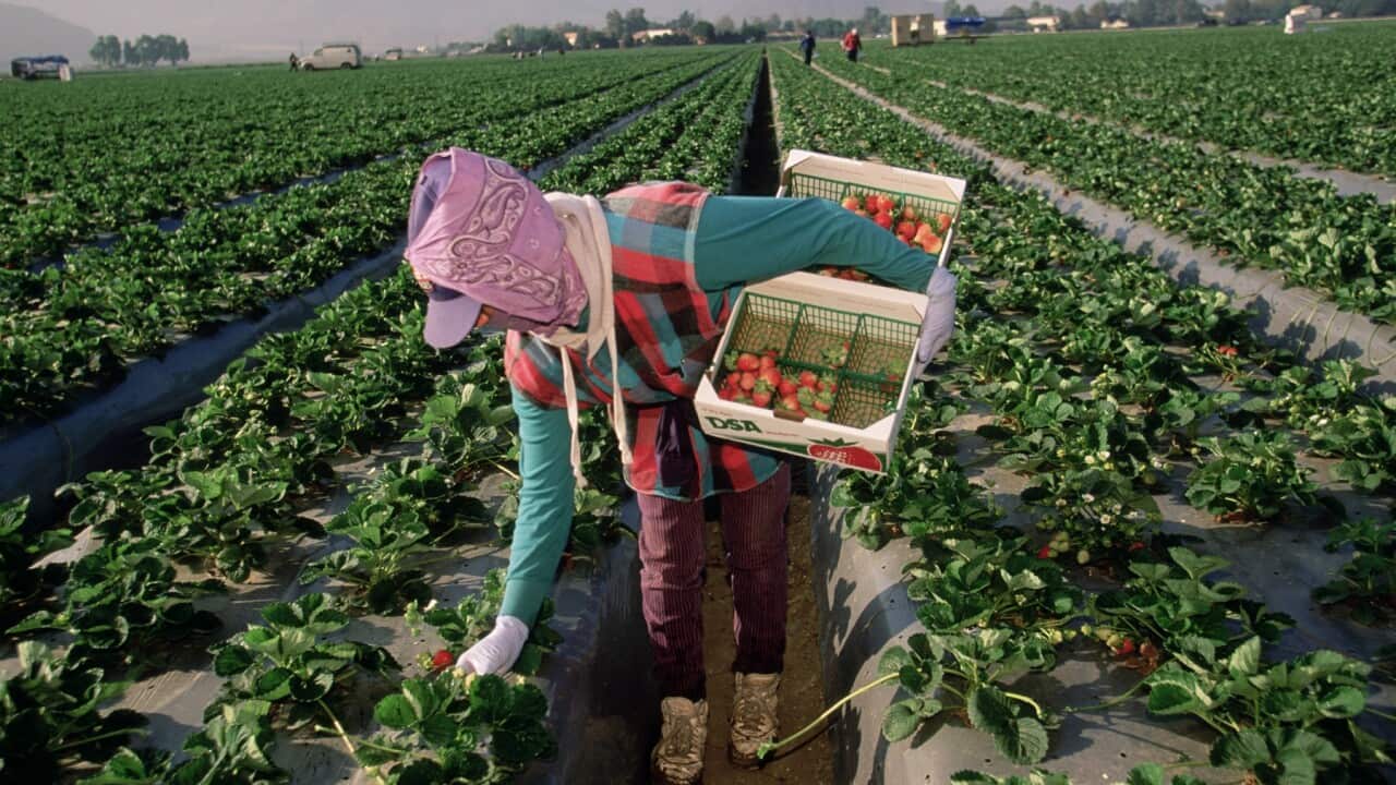 Migrant Worker Harvesting California Strawberries