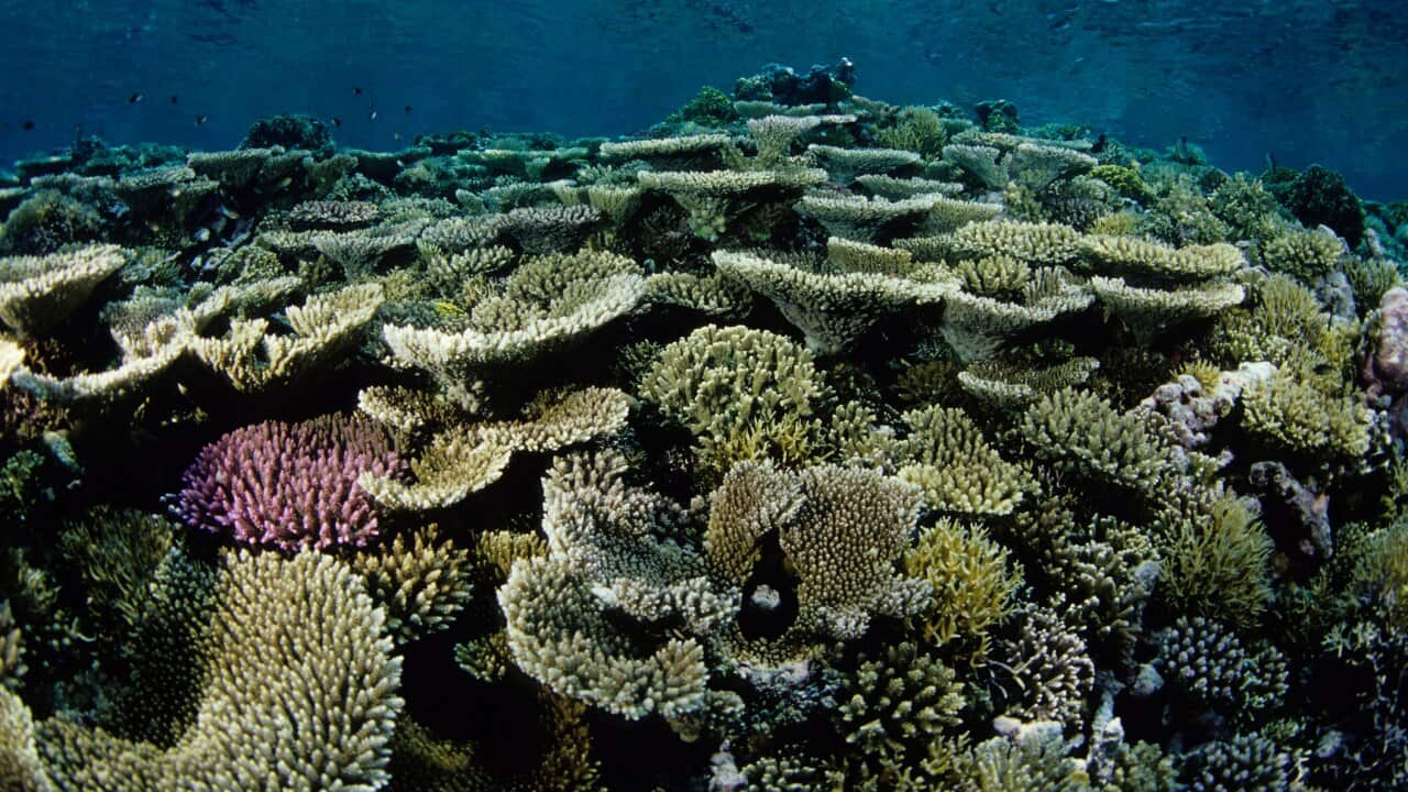 "For some, including Pacific atoll nations, climate change impacts present an existential threat," the DFAT climate strategy reads.