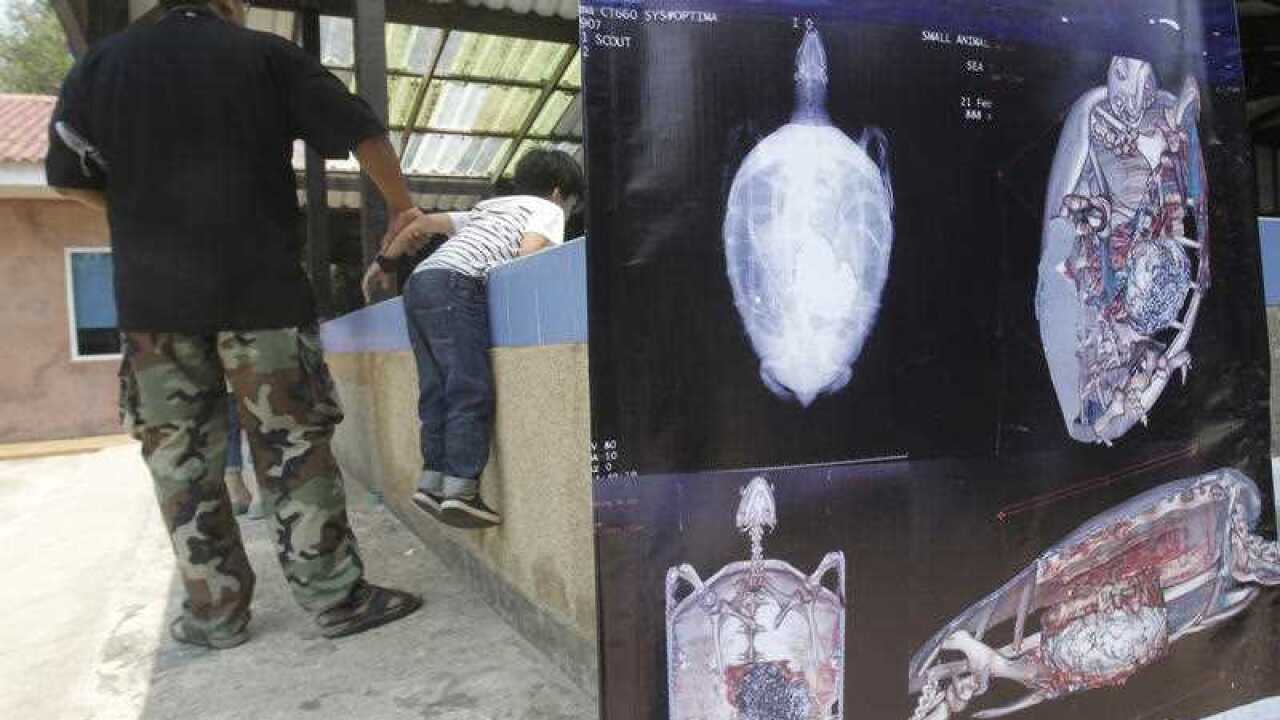In this Friday, March 3, 2017 photo, CT scans of the female green turtle nicknamed "Bank" is displayed as visitors watch her swimming in a pool 