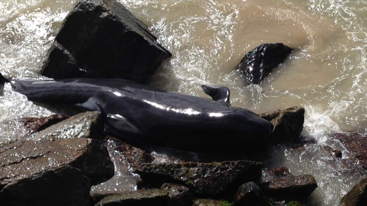 a long-finned pilot whale stranded at Bunbury harbour
