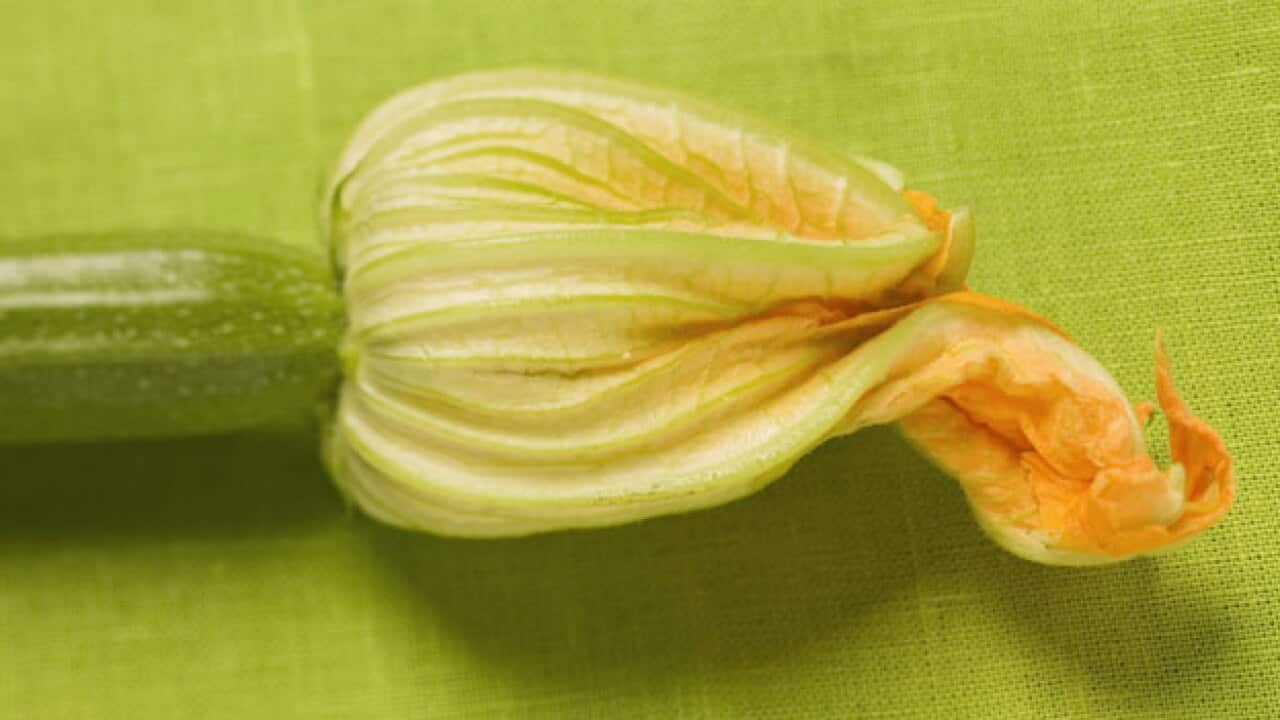 Zucchini-Flower_72801257_245628041