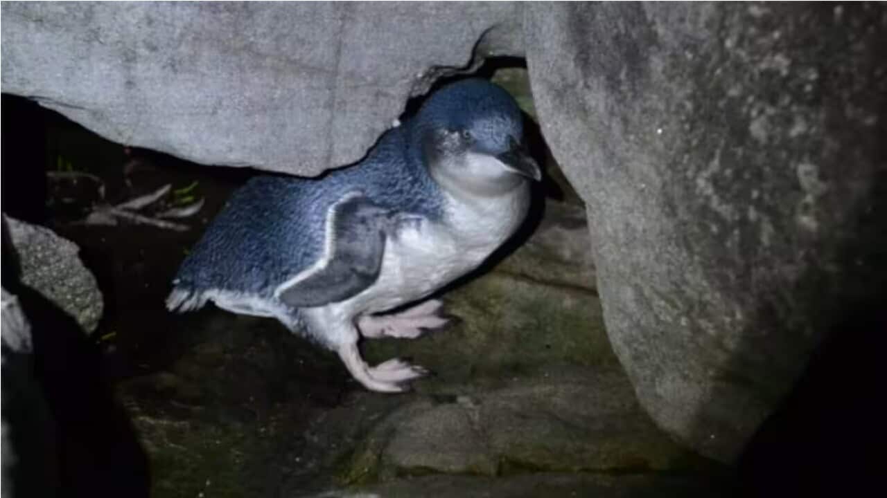 A Little Penguin at night at Collins Beach, Sydney (AAP).jpg