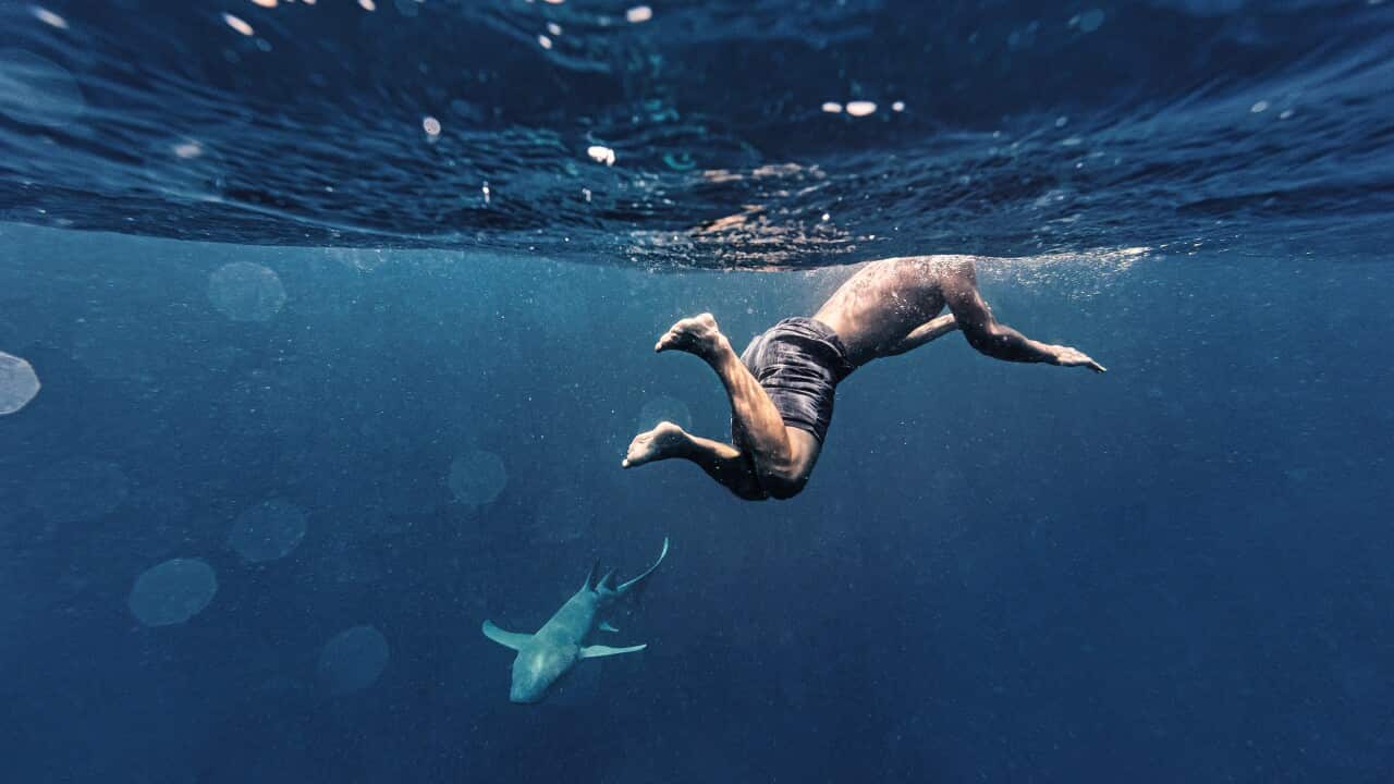 Qué hacer si te encuentras un tiburón mientras nadas en Australia | SBS Spanish