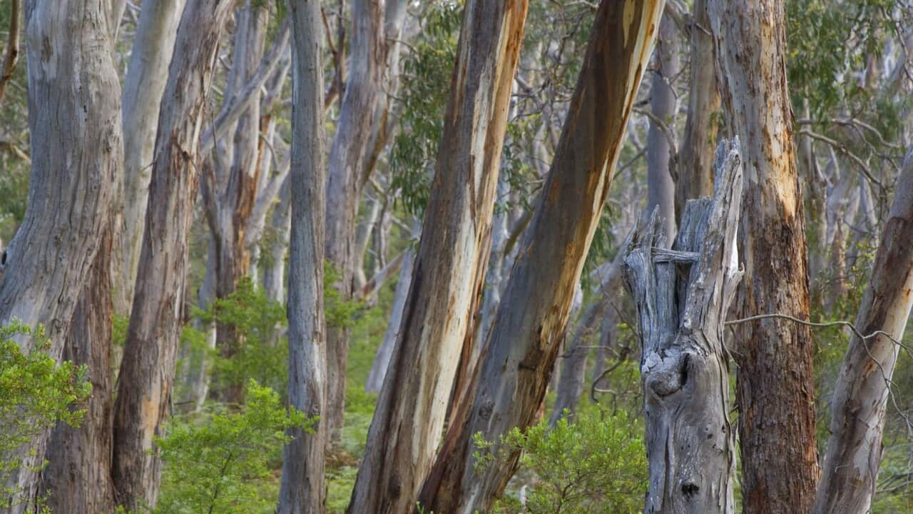 Eucalypt Forest - view into a lightly wooded coastal eucalypt forest with Manna Gum trees, the habitat of the Koala. (Eucalyptus viminalis) (AAP/Mary Evans/Ardea/Steffen & Alexandra Sailer) | NO ARCHIVING, EDITORIAL USE ONLY