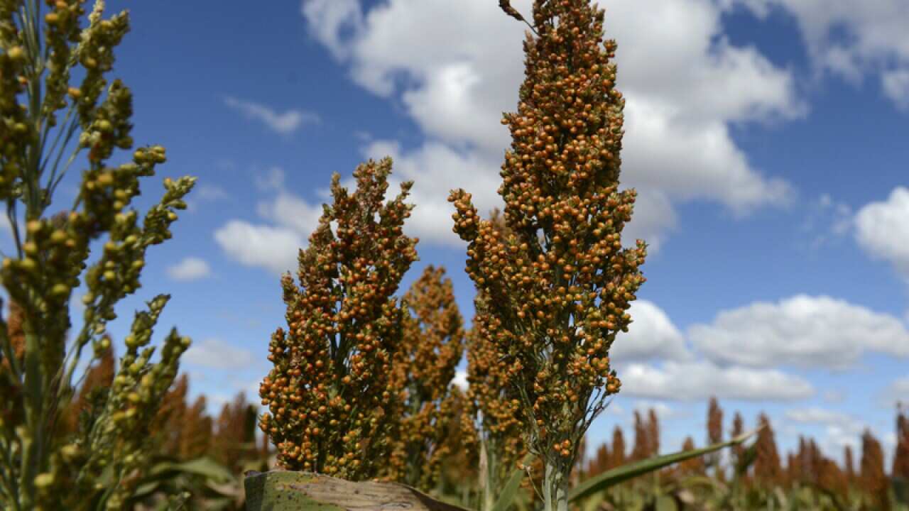 A field of sorghum seen near Dalby,