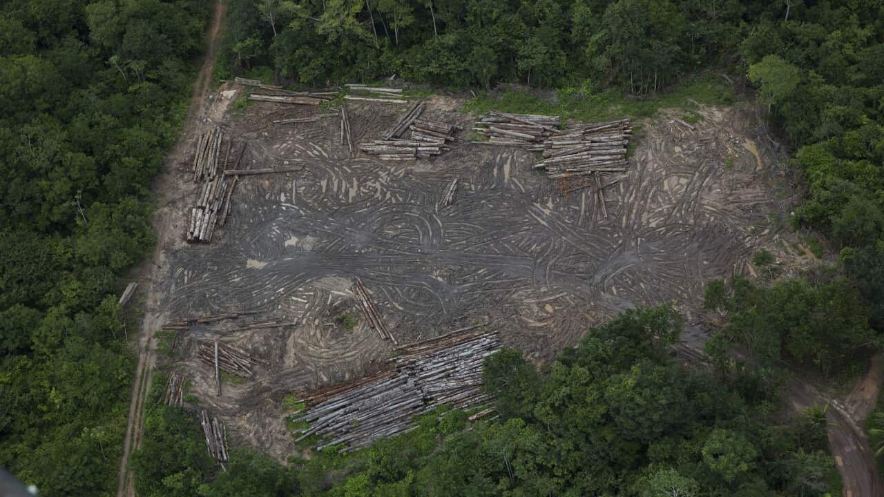 Cutting down trees at the current rate in the Amazon could lead to runaway deforestation, environmentalists say.