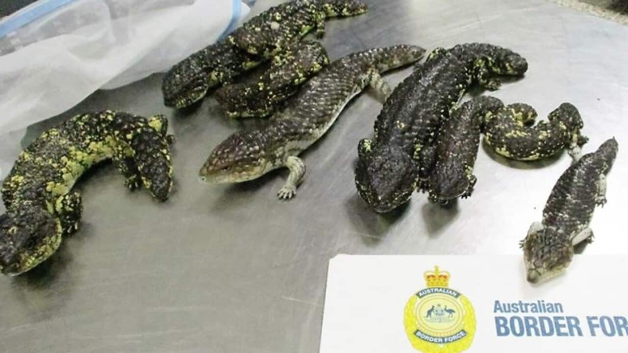Lizards found in a Japanese woman's luggage.