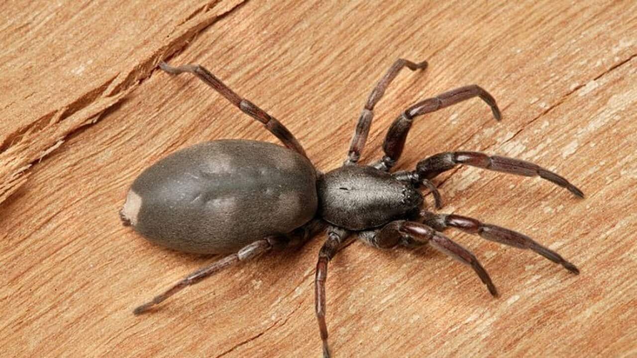 White tailed spider