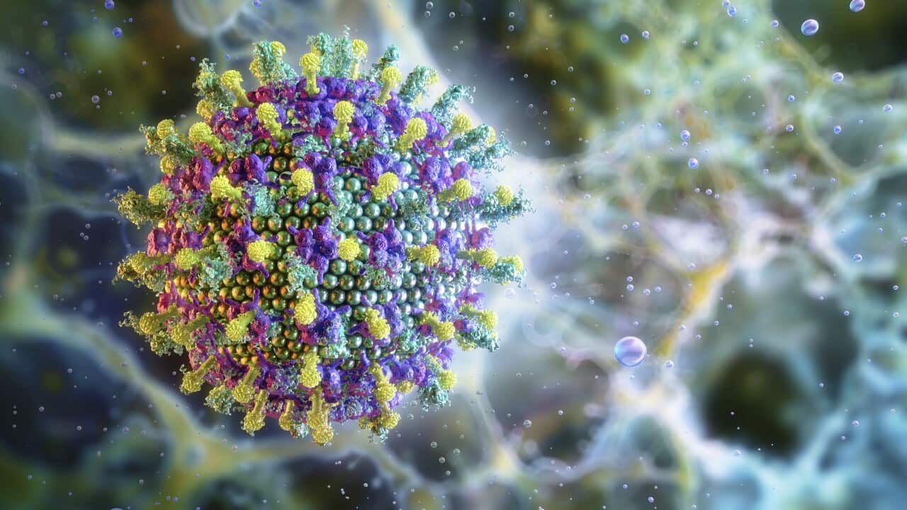 Nipah virus, illustration