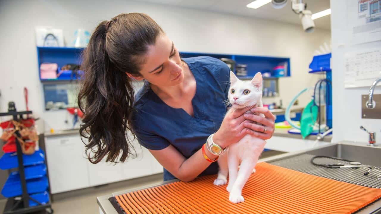 Adopting pets can be a rewarding experience