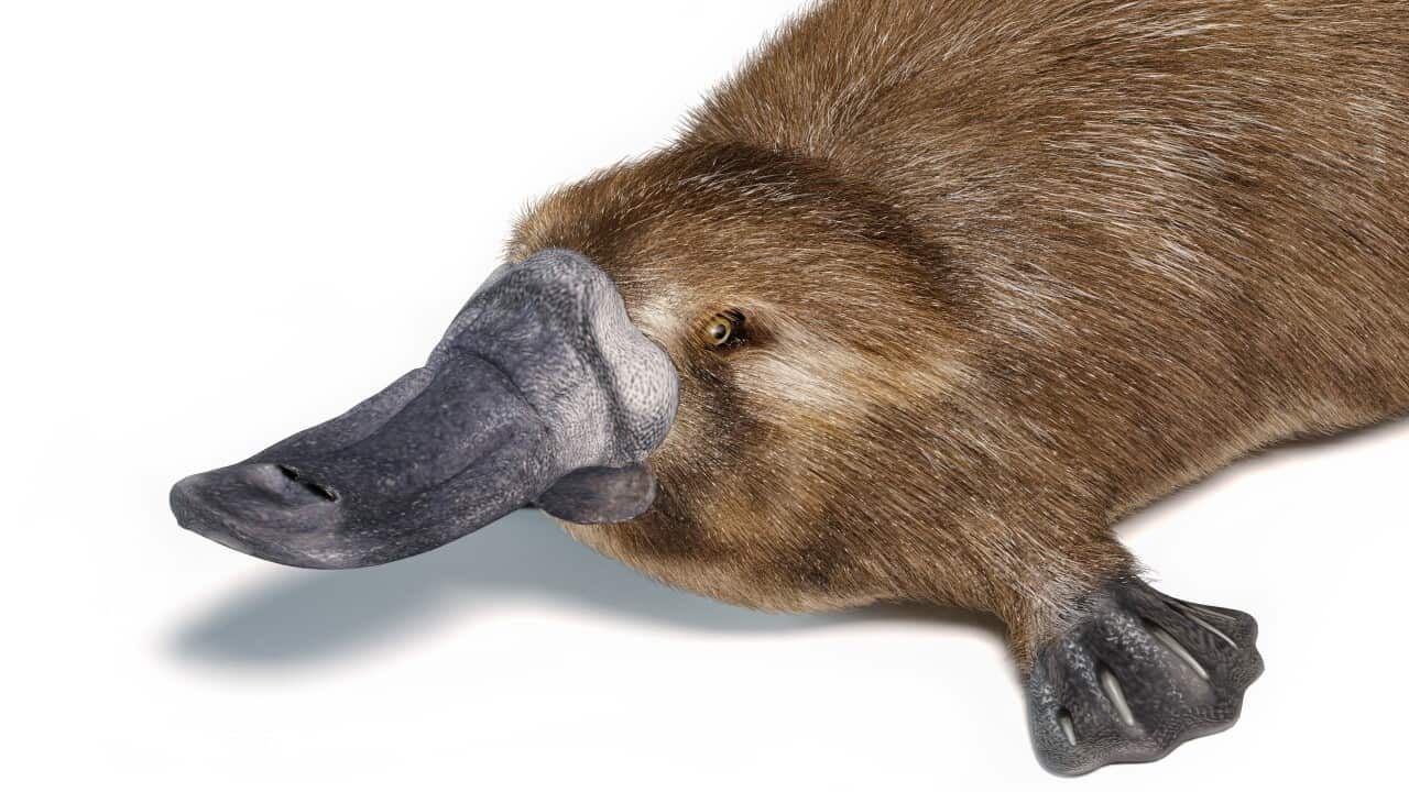 Platypus, illustration