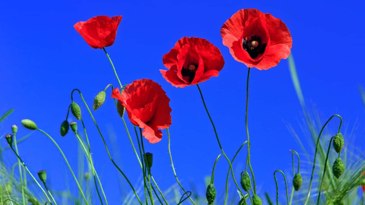 Common Poppy - flowering against a blue sky