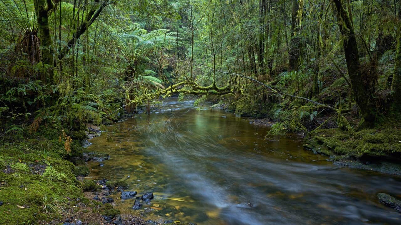 Julius River flowing through temperate rainforest