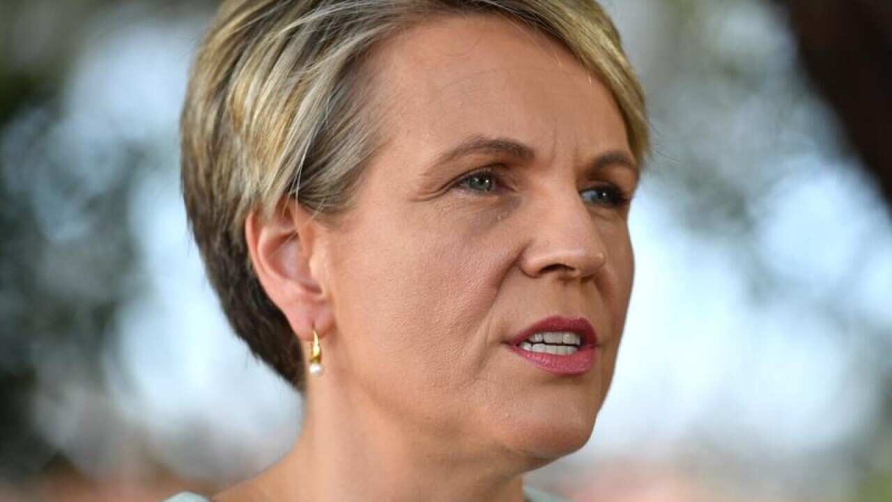 Acting Opposition Leader Tanya Plibersek
