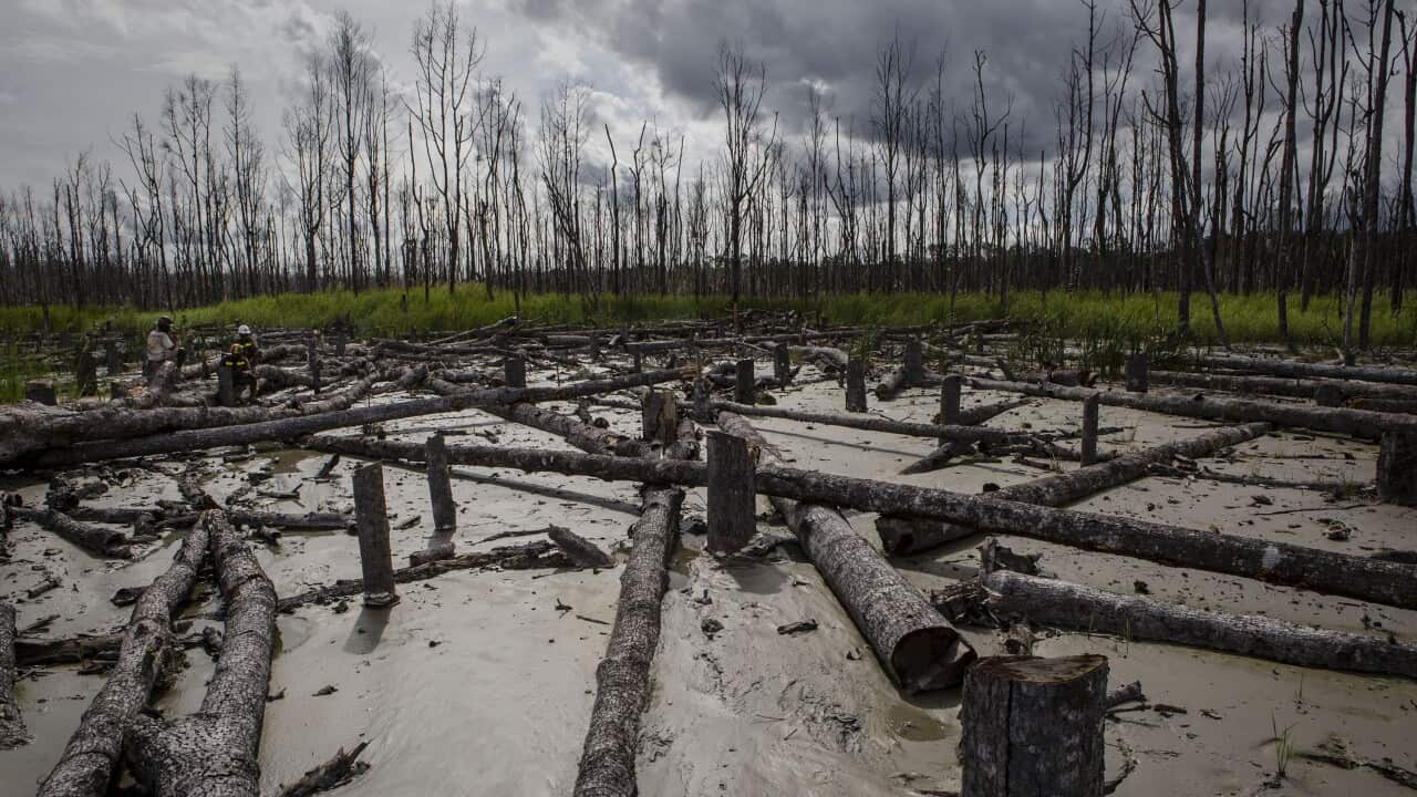 Papua's Gold Rush Creates Environmental Devastation