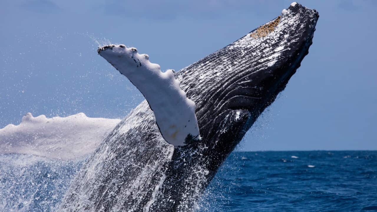Breaching Behavior Humpback Whale