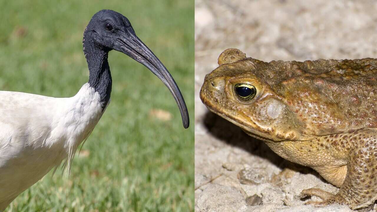 „Bin chickens“ take up the fight against cane toads | SBS German