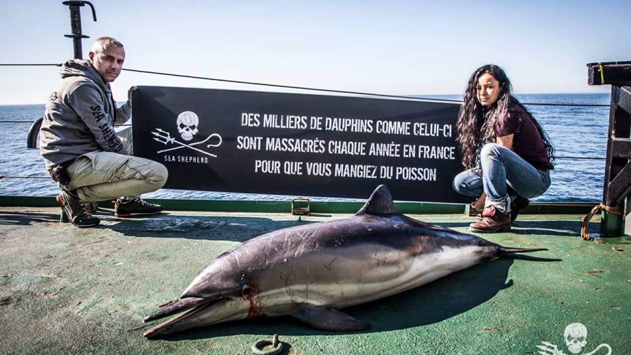 Activists warn Dolphins in the Bay of Biscay face extinction