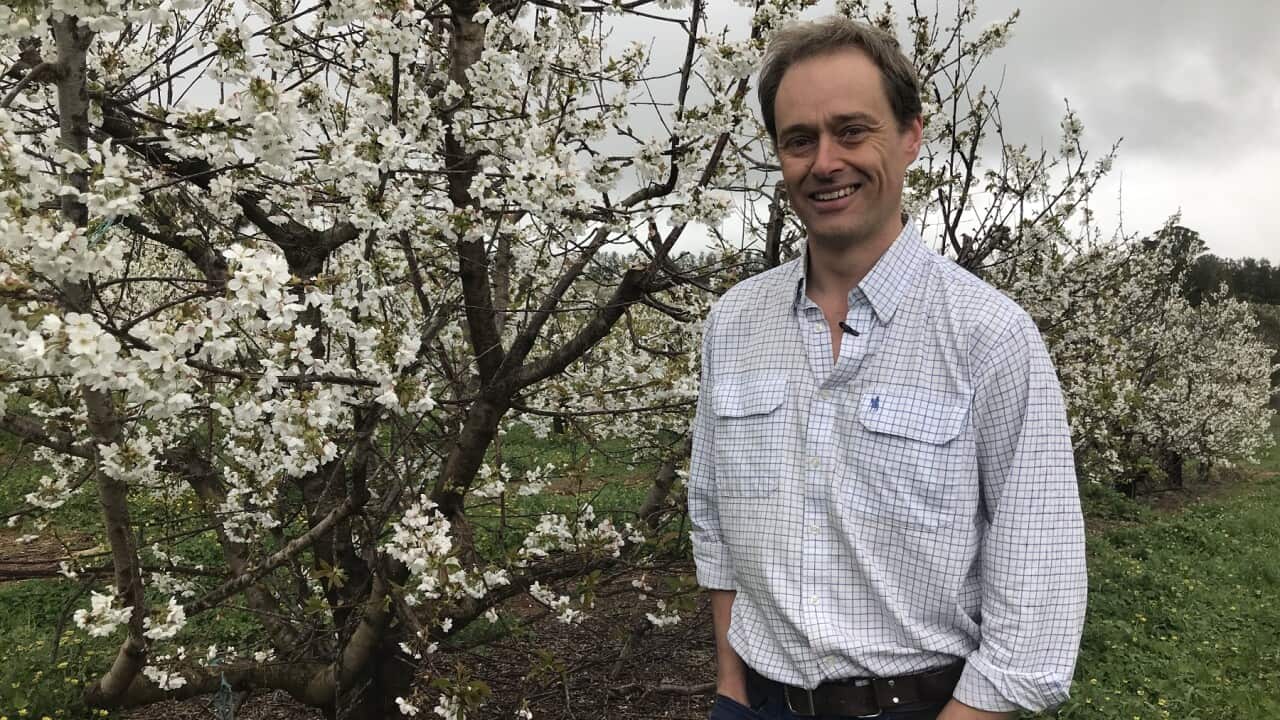 Cherry grower Tom Eastlake
