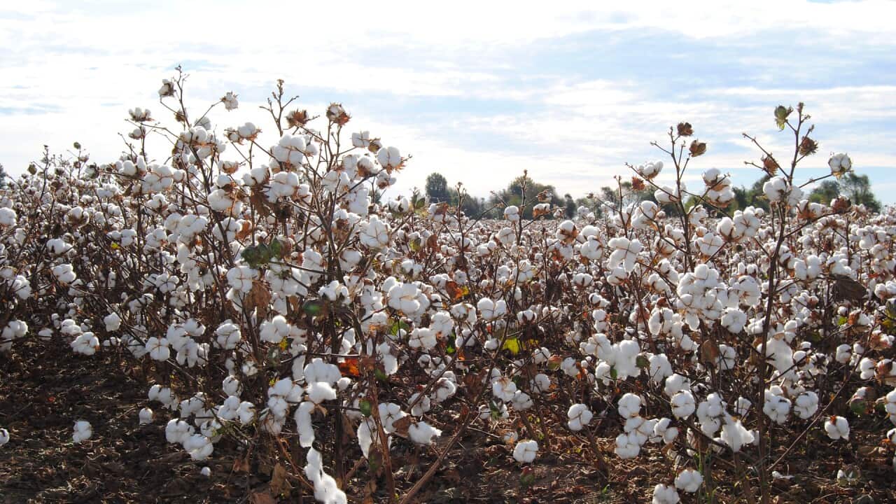 Cotton field