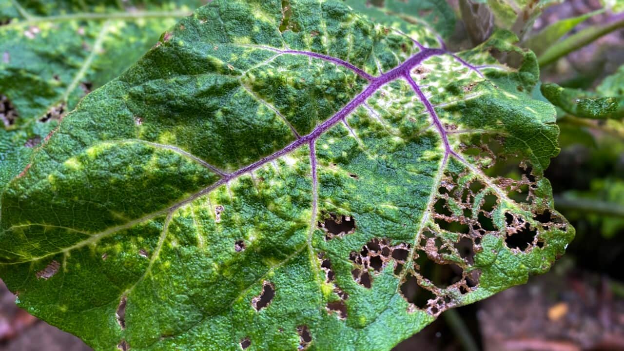 close up of eggplant leaves damaged by spotted ladybugs